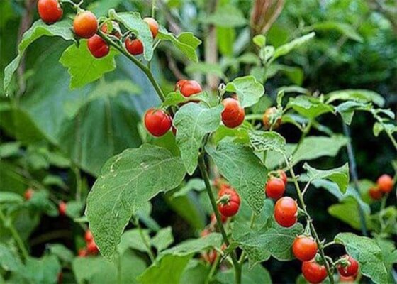 Tác dụng của rễ cây cà gai leo Tác dụng của rễ cây cà gai leo