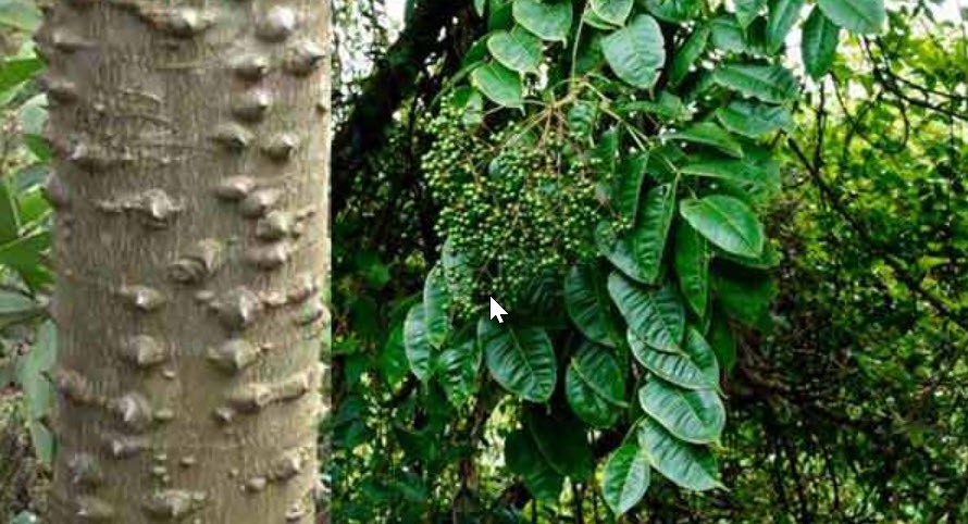 Cách chế biến mắc khén hạt dổi Cách chế biến mắc khén hạt dổi