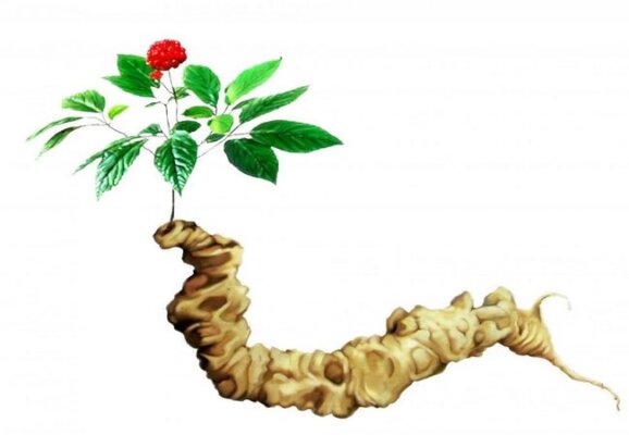 Công dụng của tam thất đen Công dụng của tam thất đen