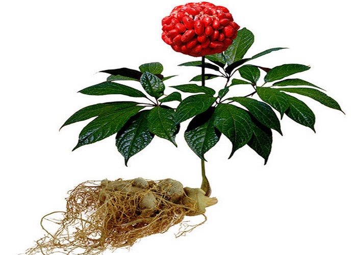 tam thất bắc ngâm rượu tam thất bắc ngâm rượu