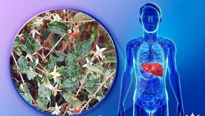 Cách uống cao cà gai leo Cà gai leo có độc không