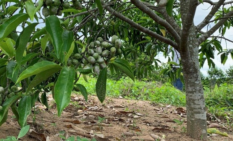 Cách chế biến mắc khén hạt dổi Cách chế biến mắc khén hạt dổi