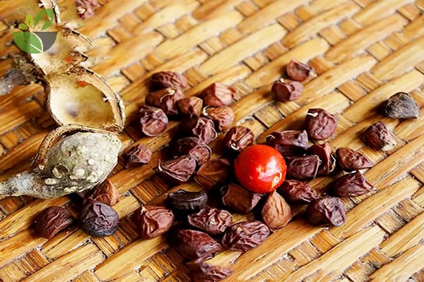 Tác dụng chữa bệnh của hạt dổi: Hạt loại 1 Tác dụng chữa bệnh của hạt dổi: Hạt loại 1