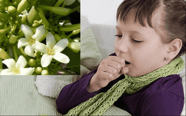 Công dụng của mật ong Tây Bắc