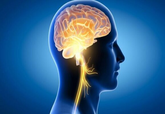 Lợi ích của hà thủ ô