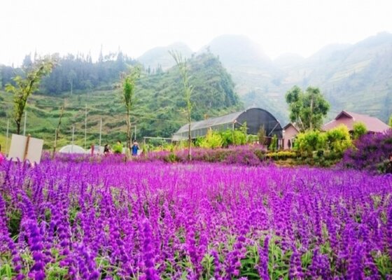 du lịch sapa tháng 5 du lịch sapa tháng 5