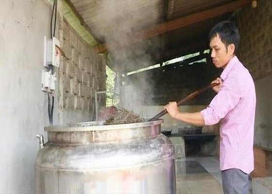 Cách nấu cao cà gai leo, bạn biết chưa Cách nấu cao cà gai leo, bạn biết chưa