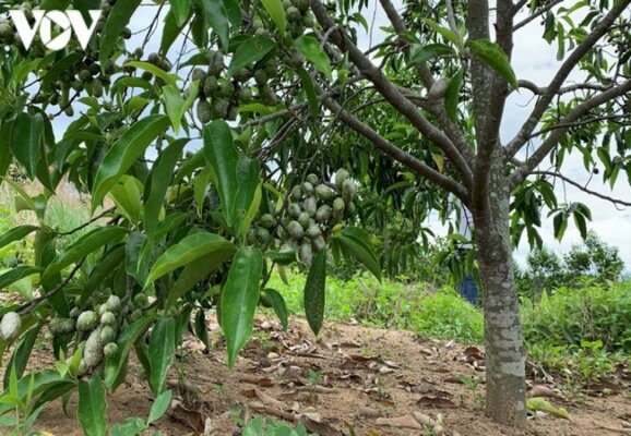 Hạt dổi được coi là vàng đen của Tây Bắc