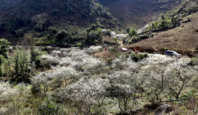 Hang Kia Pà Cò, vườn mận bung nở