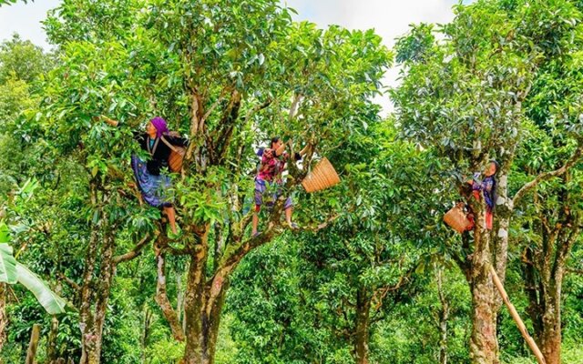 Chè Tủa Chùa Chè tủa chùa