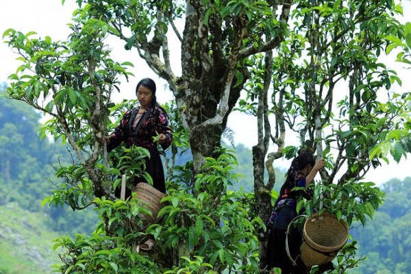 du lịch Mường Nhé