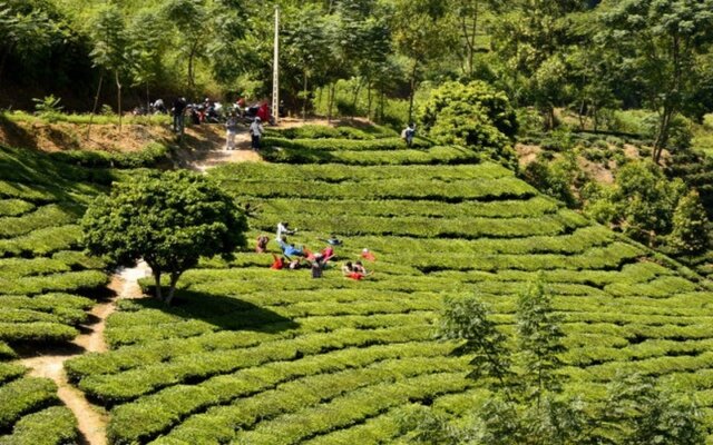 Suối Giàng Yên Bái Suối Giàng Yên Bái