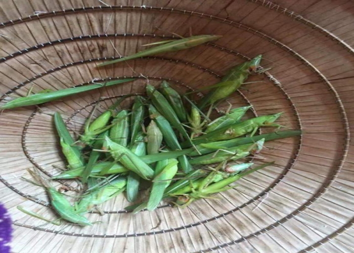 Muồm muỗm rang Muồm muỗm rang