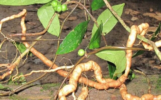 Tác dụng rượu ba kích Tác dụng rượu ba kích