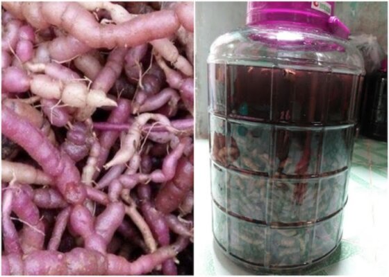 Tác dụng rượu ba kích Tác dụng rượu ba kích
