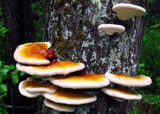 Tác dụng của nấm lim xanh