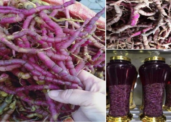 Tác dụng rượu ba kích Tác dụng rượu ba kích