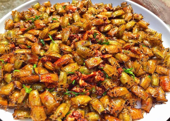 Bọ xít chiên giòn Bọ xít chiên giòn