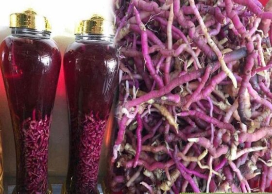 Tỉ lệ ngâm rượu ba kích tươi