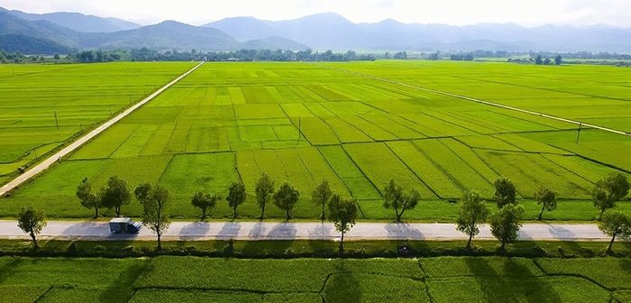 Ngắm nhìn vẻ đẹp cánh đồng Mường Thanh nếu bạn tới khám phá Thành Bản Phủ