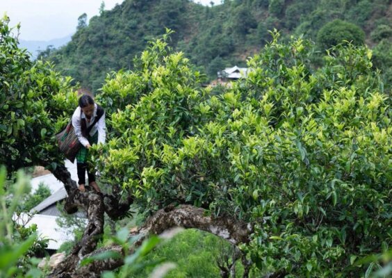 du lịch Mường Nhé