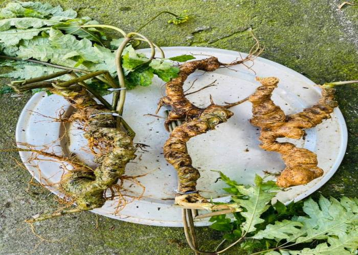 Tam thất tươi ngâm rượu có tác dụng gì