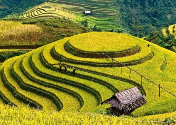 Đồi mâm xôi độc đáo ở Mù Cang Chải