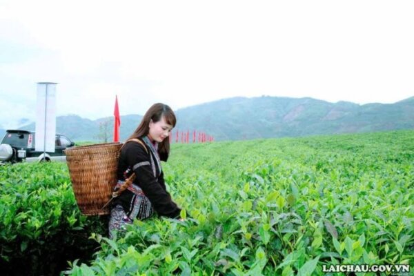 Đồi chè Tân Uyên