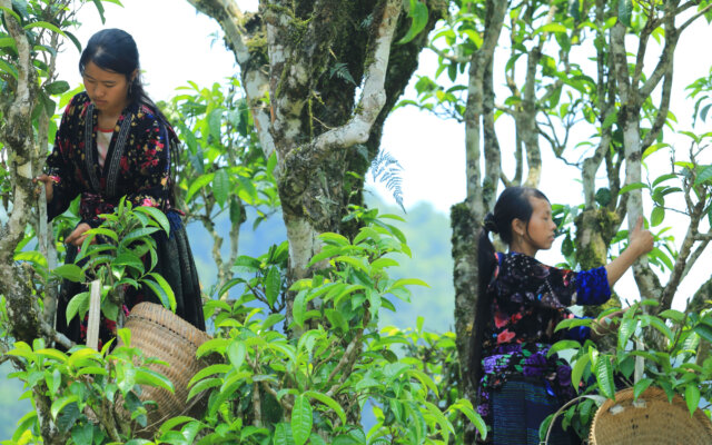 Chè Tủa Chùa Chè Tủa Chùa