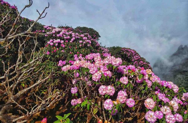 Hoa đỗ quyên trên đỉnh Putaleng Hoa đỗ quyên trên đỉnh Putaleng