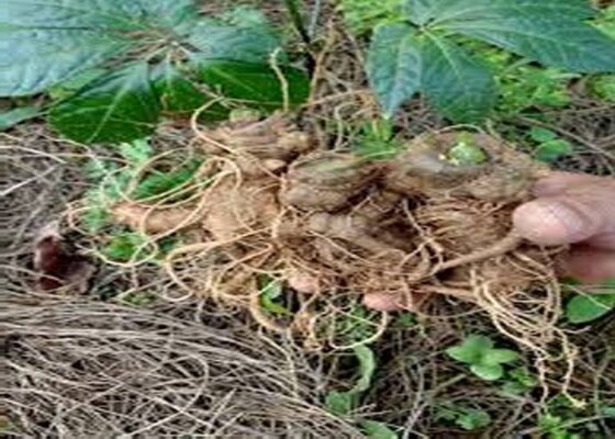 Củ tam thất ngâm rượu Củ tam thất ngâm rượu
