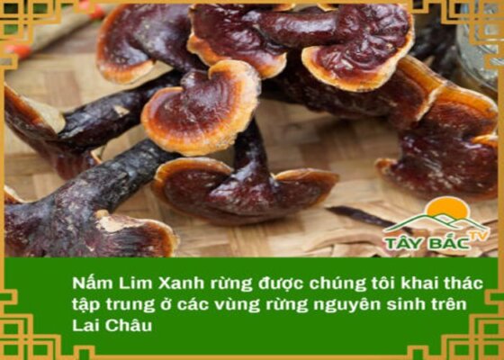 công dụng của nấm lim xanh