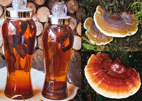 Cách sử dụng nấm lim xanh