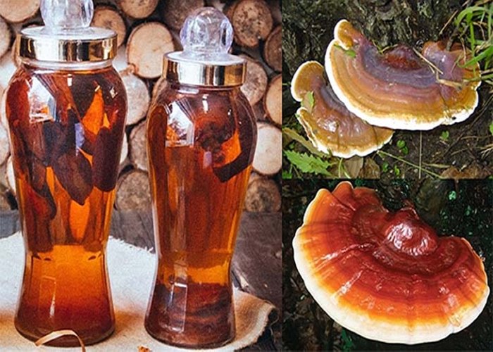 công dụng của nấm lim xanh công dụng của nấm lim xanh