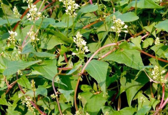 Viên hà thủ ô mật ong rừng Tây Bắc Viên hà thủ ô mật ong rừng Tây Bắc