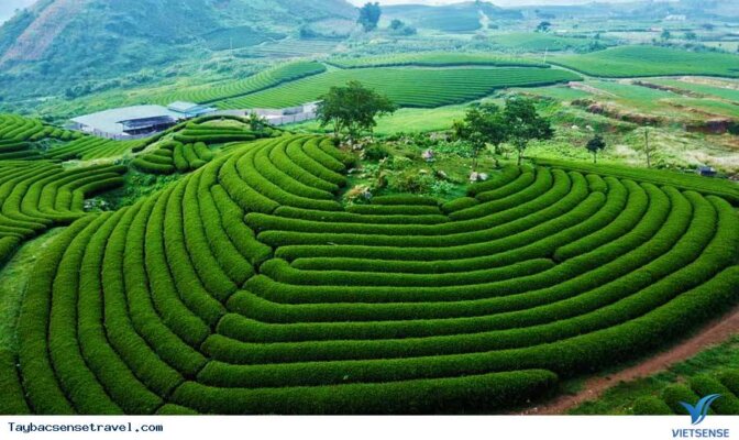 Kinh nghiệm du xuân ở Mộc Châu