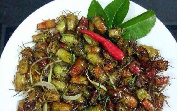 Bọ xít chiên giòn