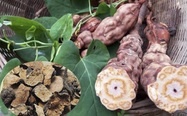 Viên hà thủ ô mật ong rừng Tây Bắc Viên hà thủ ô mật ong rừng Tây Bắc