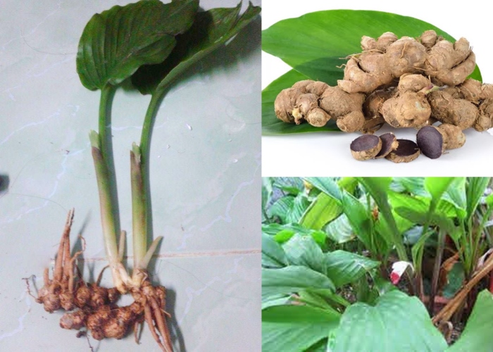 Ngải tím Ngải tím