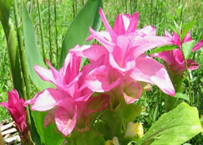 Ngải tím Ngải tím