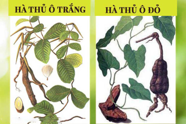 Viên hà thủ ô mật ong rừng Tây Bắc Viên hà thủ ô mật ong rừng Tây Bắc