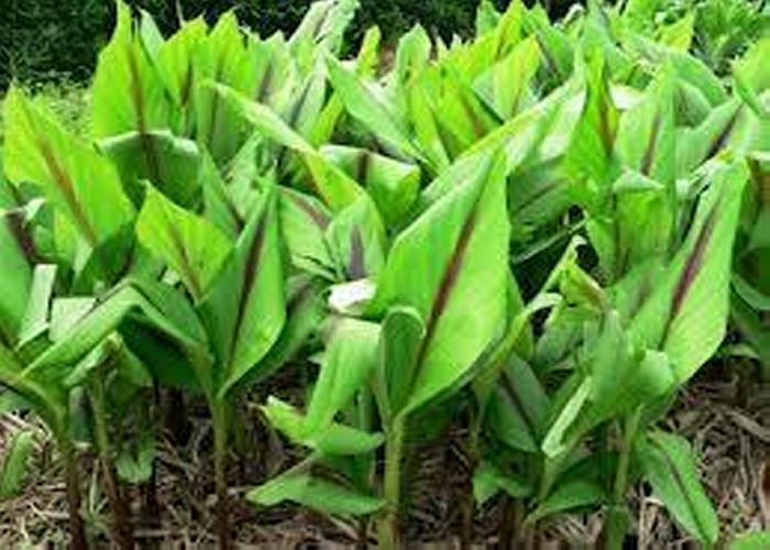 Ngải tím Ngải tím