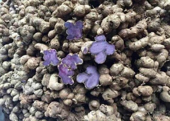 Rượu ngải đen, bạn từng nghe thấy chưa