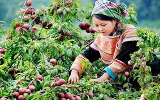 Mùa thu Tây Bắc Mùa thu Tây Bắc