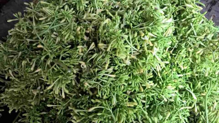 Cách phơi bông đu đủ đực Cách phơi bông đu đủ đực