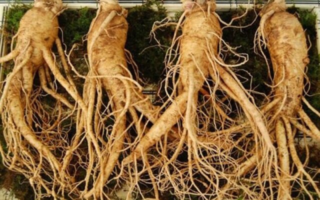 Cách chế biến sâm đương quy