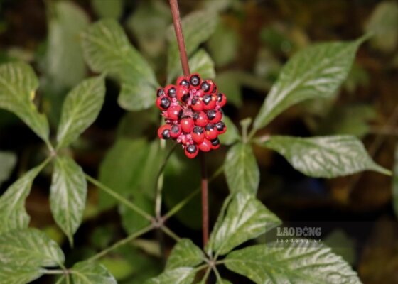 dược liệu quý Tây Bắc