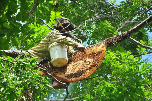 Cách lấy mật ong rừng Tây Bắc Cách lấy mật ong rừng Tây Bắc