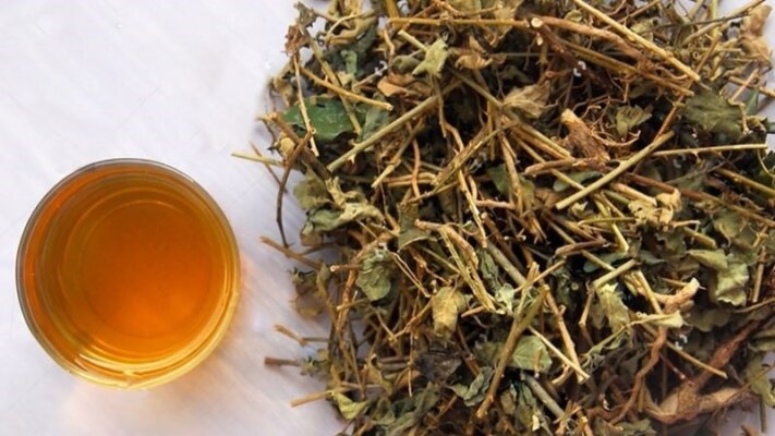 Uống nước cà gai leo có tốt không Uống nước cà gai leo có tốt không
