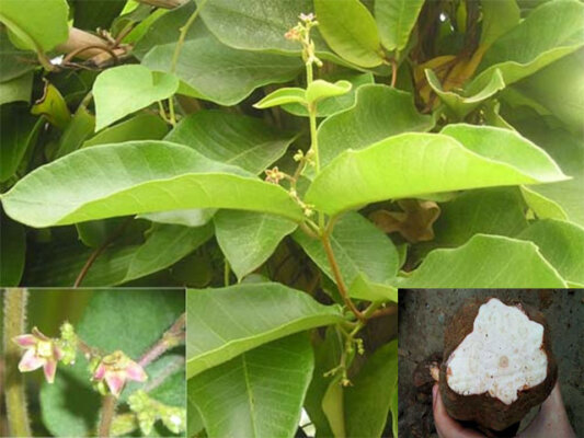 Cây hà thủ ô trắng, công dụng và liều dùng Cây hà thủ ô trắng, công dụng và liều dùng